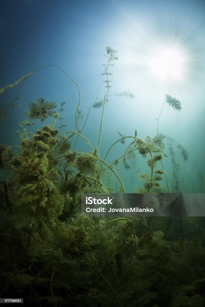 Freshwater Pflanzen Unterwasser - Lizenzfrei Abstrakt Stock-Foto