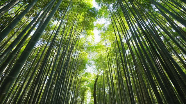 Walking in Arashiyama Bamboo Forest, Kyoto, Osaka, Japan