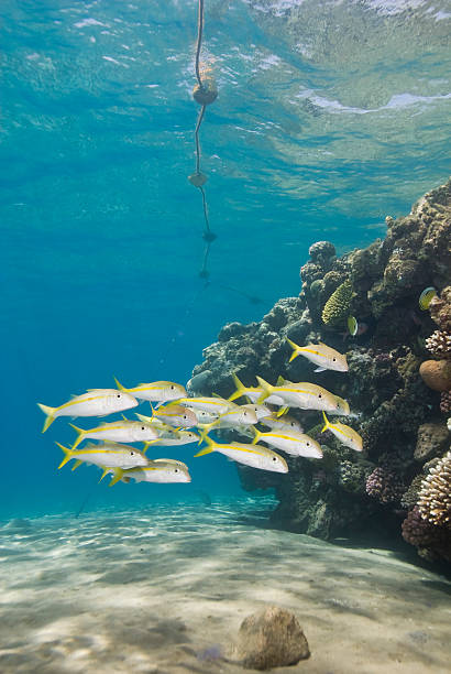 istock Small school of tropical fish on a shallow coral reef. 177708366