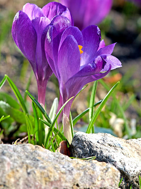 primavera crocuses - single flower flower crocus bud imagens e fotografias de stock