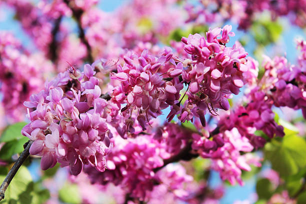 flowers of judas tree red flowers of judas tree on a background of blue sky judas stock pictures, royalty-free photos & images