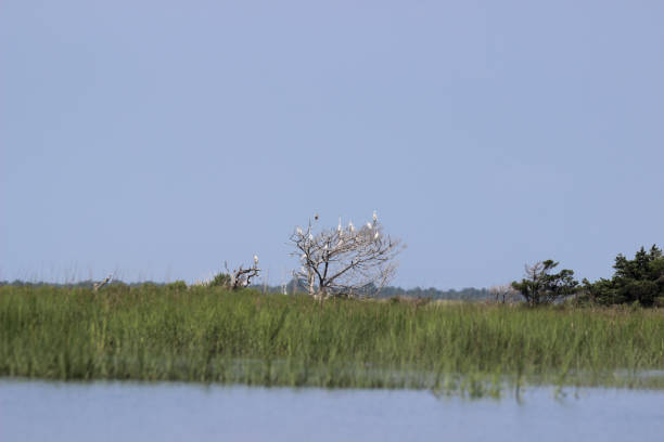 istock Tree Full of White Water Birds 1777090571