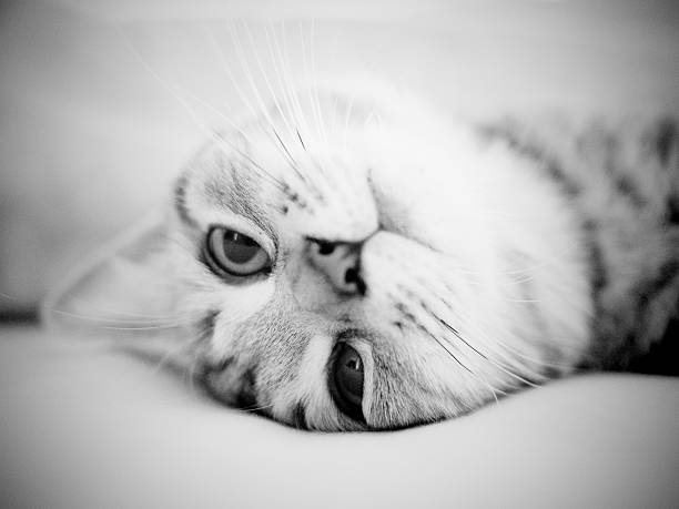 British Shorthair Cat stock photo