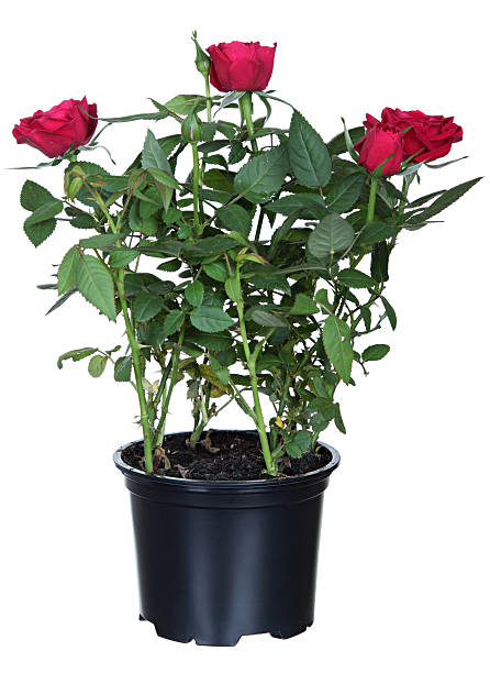 red roses in a flower-pot stock photo