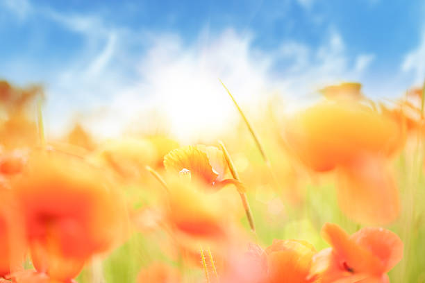 istock poppies on green field 177709857