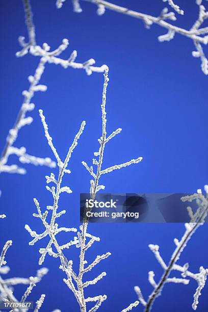 프로스티드 트리 0명에 대한 스톡 사진 및 기타 이미지 - 0명, 겨울, 나무