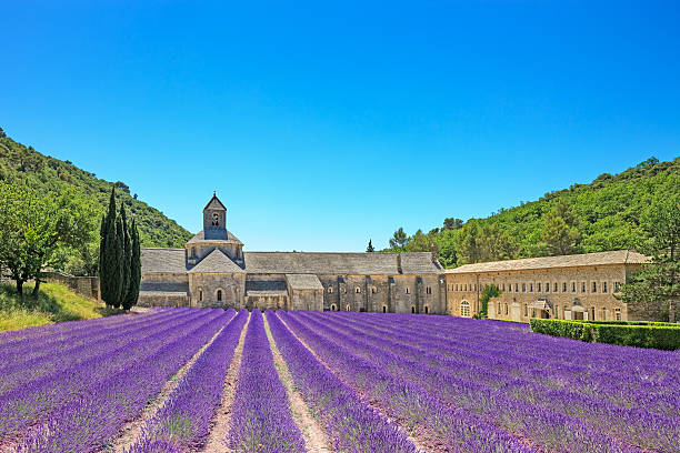 abadía de flores de lavanda senanque floreado. gordes, lubéron, provence, francia. - senanque fotografías e imágenes de stock