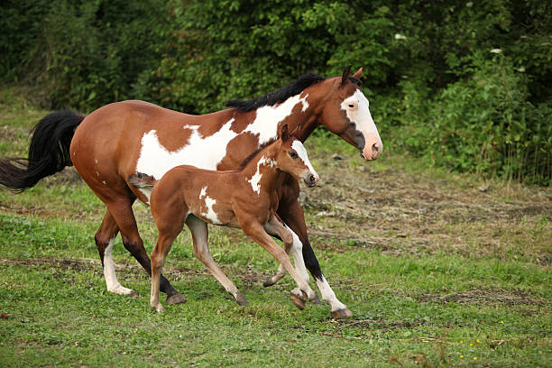 istock Paint horse mare with adorable foal on pasturage 177710370