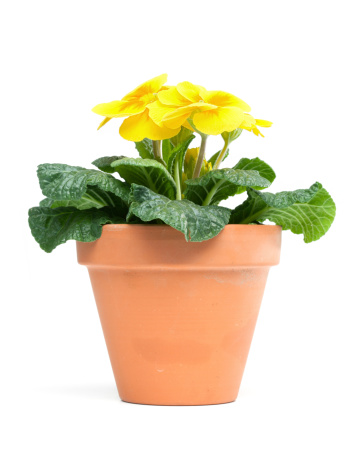 Yellow primroses in clay pot, isolated on white background.