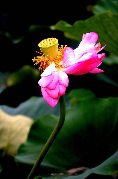 Lotus flower in the wind stock photo