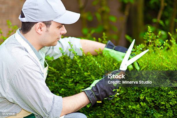 Gardener At Work Stock Photo - Download Image Now - Adult, Branch - Plant Part, Cutting