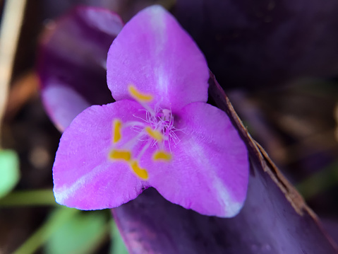 beautiful purple tradescantia pallida flowers. purple heart flower