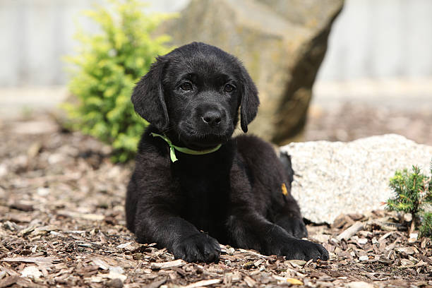 istock Black labrador retriever puppy lying 177711441