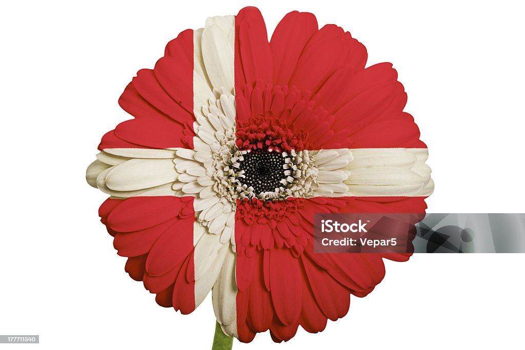Gerbera Flower En Colores Bandera Nacional De Dinamarca Foto de stock y más  banco de imágenes de Amor - iStock