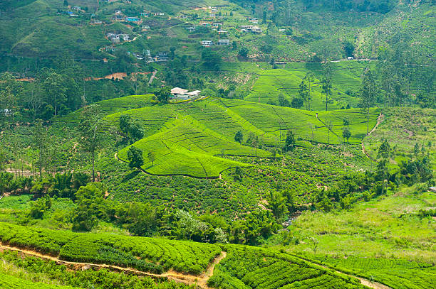 istock Tea plantation landscape 177711592