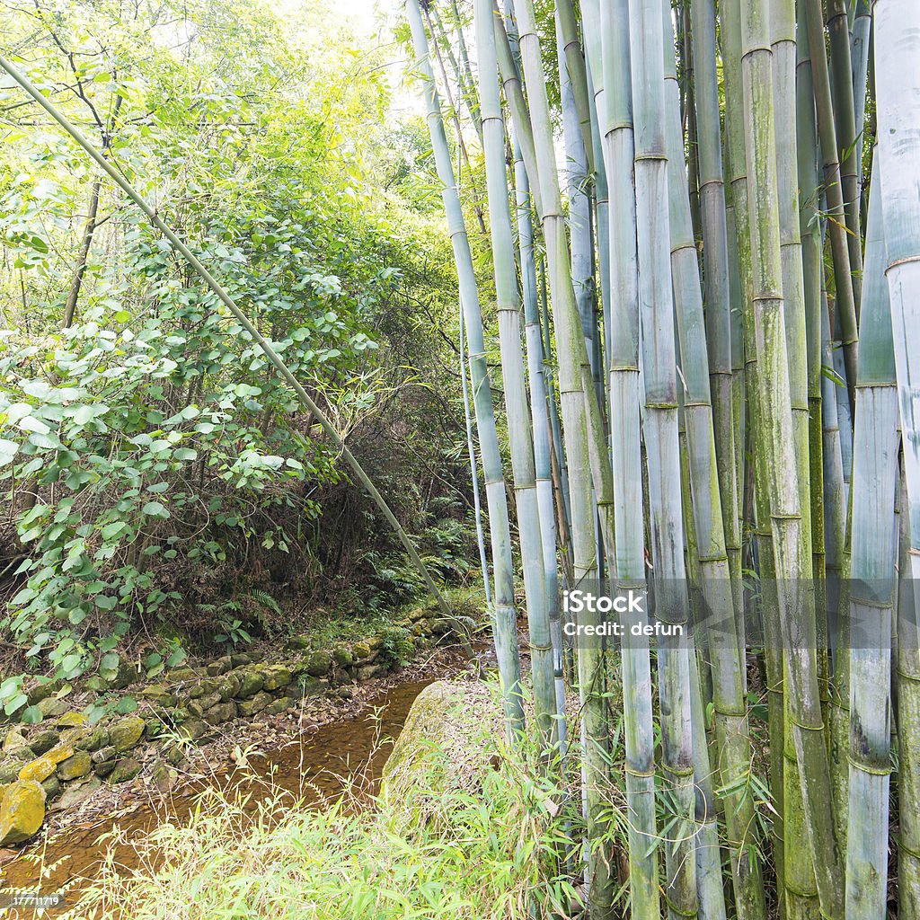 bamboo forest Asia Stock Photo