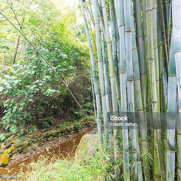 Bamboo Forest Stock Photo - Download Image Now - Asia, Bamboo - Plant, Beauty In Nature