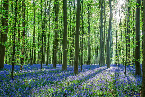 istock Bluebells in Hallerbos 177711751