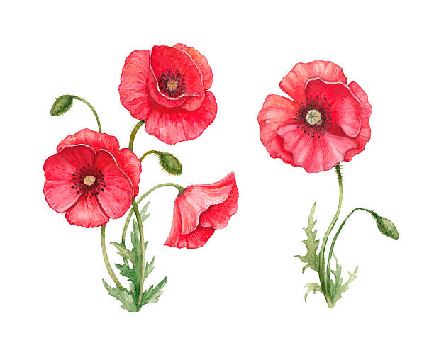 1,800+ Poppy Craft Stock Photos, Pictures & Royalty-Free Images - iStock