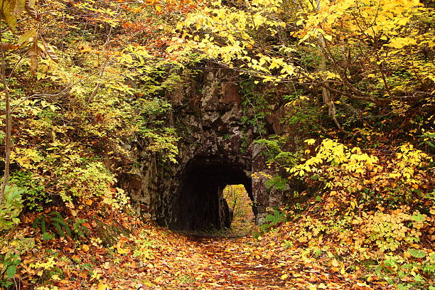 istock Tunnel with autum leaves 177711815