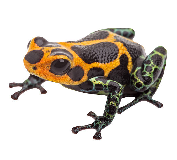 Isolated poison dart frog poison dart frog isolated, macro tropical exotic pet animal from Amazon rain forest in Peru. Beautiful cute animal, ranitomeya imitator poison arrow frog stock pictures, royalty-free photos & images