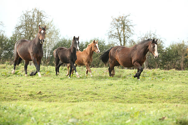 Welsh pony mares with foals running Welsh pony mares with foals running on green pasturage welsh pony foal stock pictures, royalty-free photos & images