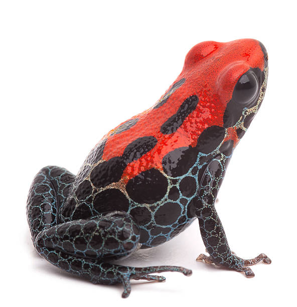 dendrobates rana di dardo rosso isolato - rana freccia foto e immagini stock