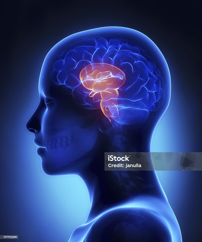 Brain stem - female head anatomy lateral view Brain stem - female brain anatomy in 3D view Adult Stock Photo