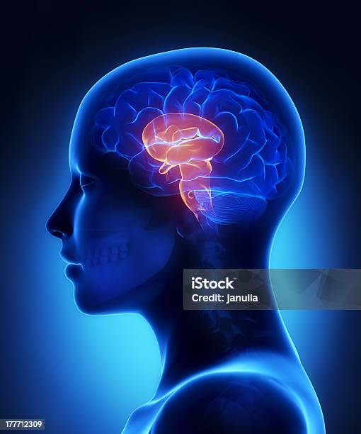 Brain Stem Female Head Anatomy Lateral View Stock Photo - Download Image Now - Adult, Anatomy, Blue