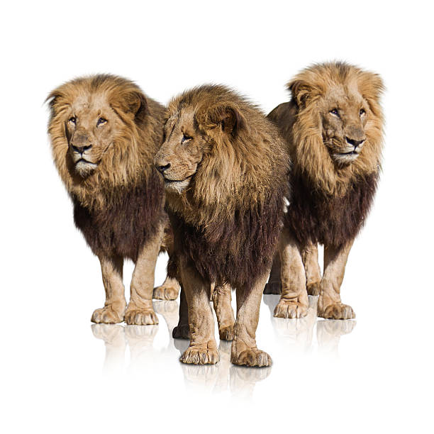 istock Group Of Wild Lions 177712482