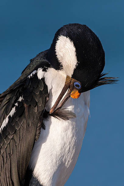 imperial cormorant czyścić pióra - saunders island zdjęcia i obrazy z banku zdjęć