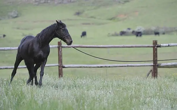 Photo of Natural horsemanship