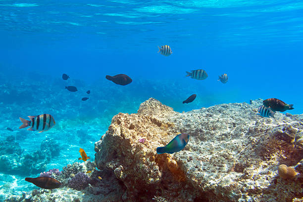 istock Red Sea underwater with tropical fishes 177713369