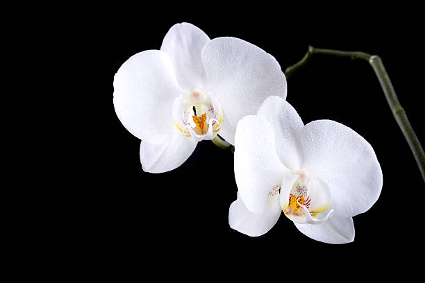 istock Phalaenopsis. Two white orchid flowers isolated on black background 177713393