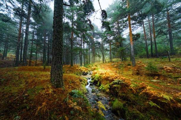 istock Autumnal woods with fog and stream. 1777134976