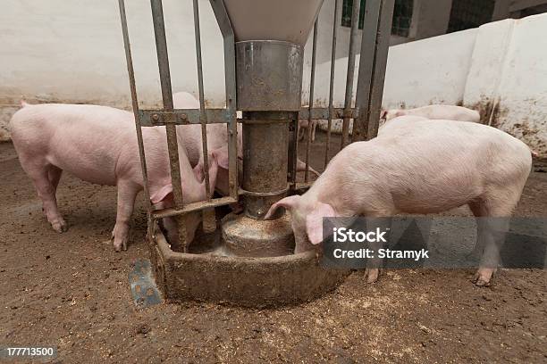 Świnia Farm - zdjęcia stockowe i więcej obrazów Chlew - Chlew, Dom - Budowla mieszkaniowa, Dom w gospodarstwie rolnym