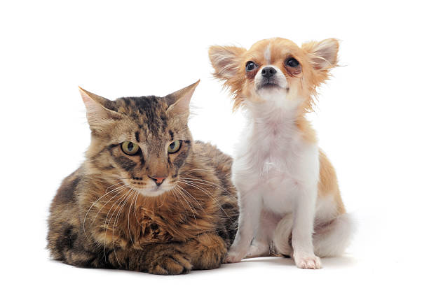 istock norwegian cat and chihuahua 177713539