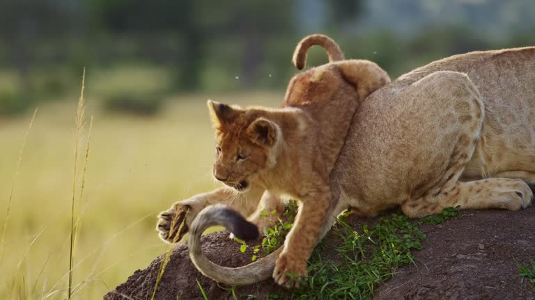 Funny Baby Animals, Cute Lion Cub Playing with Lioness Mother in Africa in Maasai Mara, Kenya, Pouncing on Tail of Mum on African Wildlife Safari, Close Up Shot of Amazing Animal Behavior