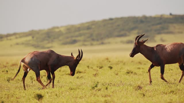Slow Motion of Topi Fighting in Fight, African Wildlife Animals in Territorial Animal Behaviour, Amazing Behavior Protecting Territory in Maasai Mara National Reserve, Kenya, Africa