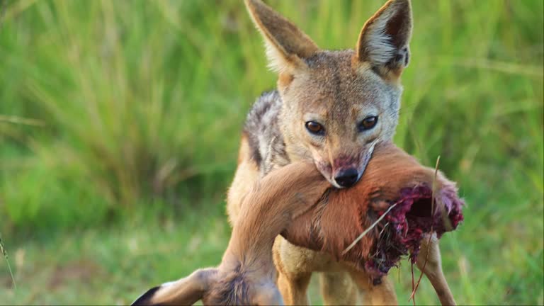 Slow Motion Shot of Jackal carrying antelope head in mouth to move prey to feed and eat, amazing African Wildlife in Kenya, Dangerous Africa Safari Animals