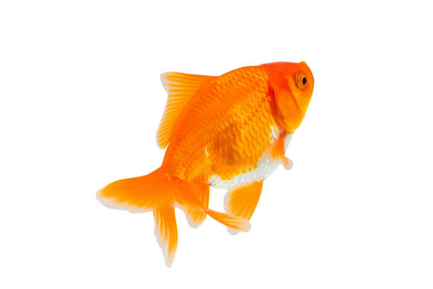 istock Oranda goldfish isolated on white background close up 1777143909