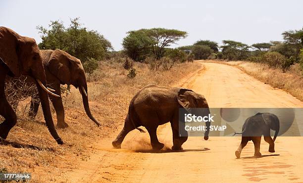 Elefanti - Fotografie stock e altre immagini di Acacia - Acacia, Africa, Albero