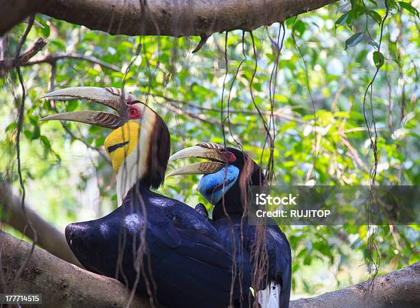 Furchenhornvogel Bird Stockfoto und mehr Bilder von Baum - Baum, Bedrohte Tierart, Bunt - Farbton