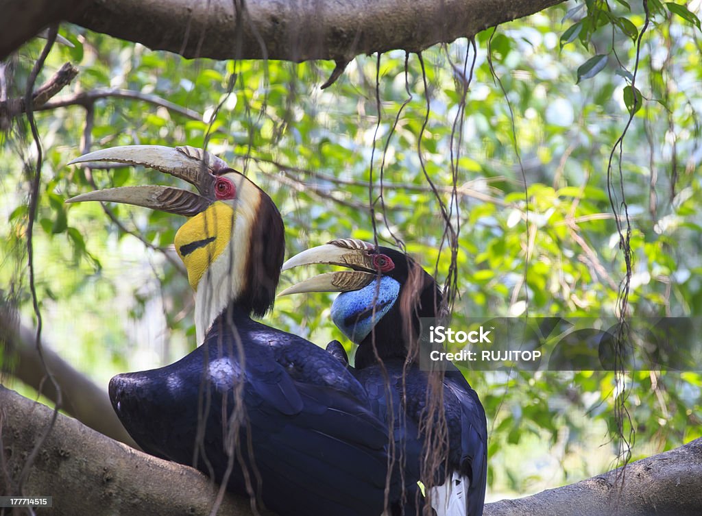 Bucero testabianca coronato uccello - Foto stock royalty-free di Albero