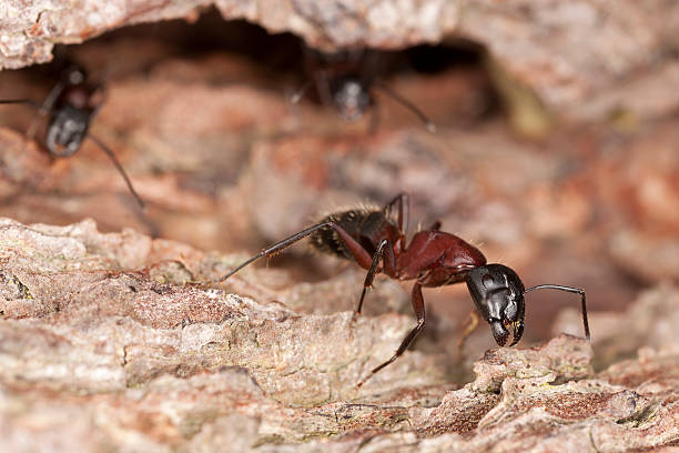 photo macro d'une fourmi ouvrière, camponotus herculeanus - wood ant photos et images de collection