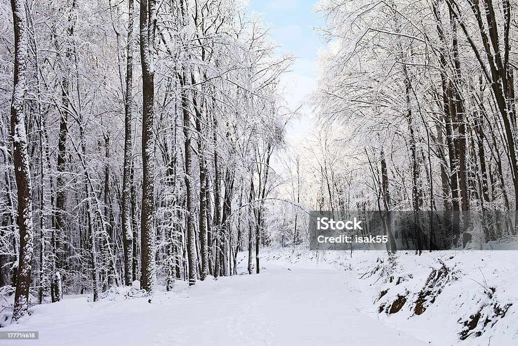Árvores de inverno. - Royalty-free A nevar Foto de stock