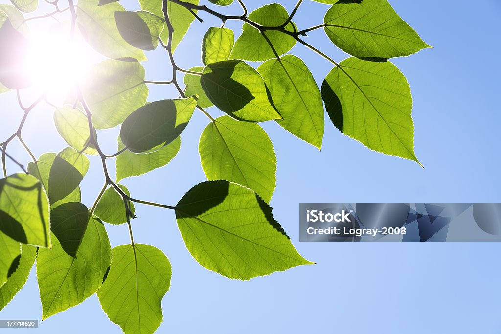 Branch green leafes in sunny day Branch green leafes on branch in sunny day Beauty In Nature Stock Photo