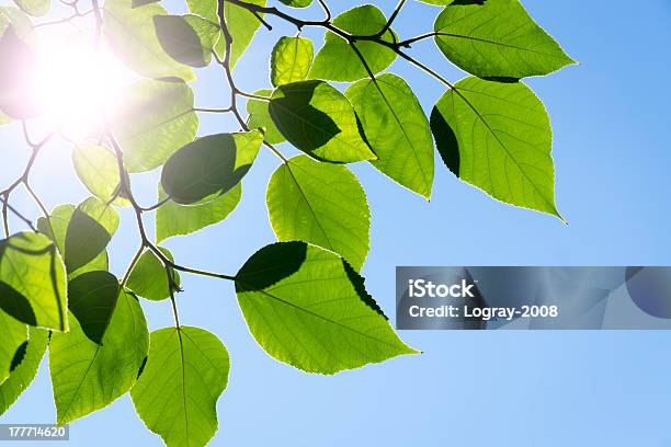 Branch Green Leafes In Sunny Day Stock Photo - Download Image Now - Beauty In Nature, Blue, Botany