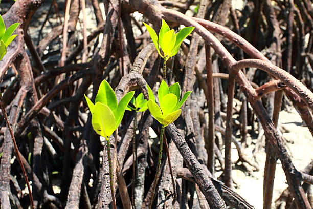 istock Mangrove tree in Havelock Island, Andamans, India. 177714732