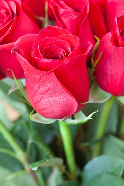 istock background of a beautiful bouquet  red roses 177714917